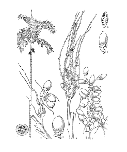 Natural compounds from  Areca catechu